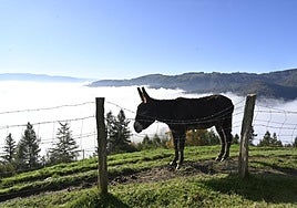 Un burro este jueves en el paraje de Santa Marina, con nubes bajas cubriendo el valle.