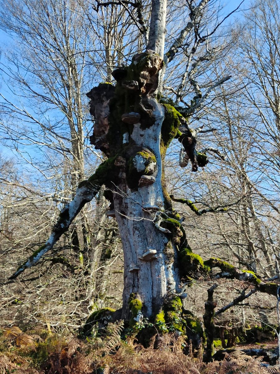 La belleza natural de Txumardegi