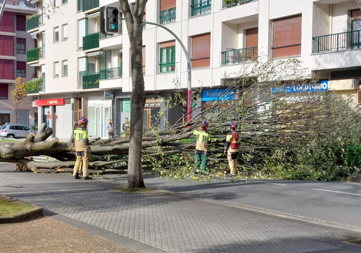 Imagen principal - El árbol caído en la calle Pantxita Etxezarreta de Zumaia.