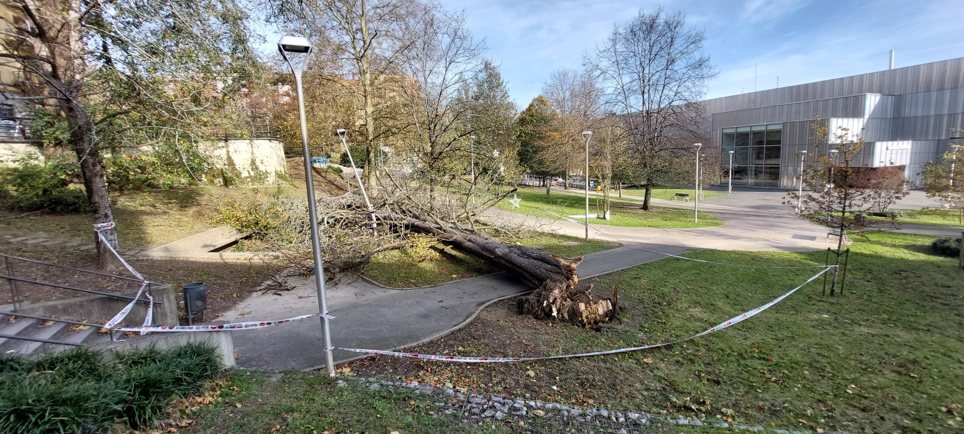 El árbol derribado por el viento en el parque Sargia de Irun.
