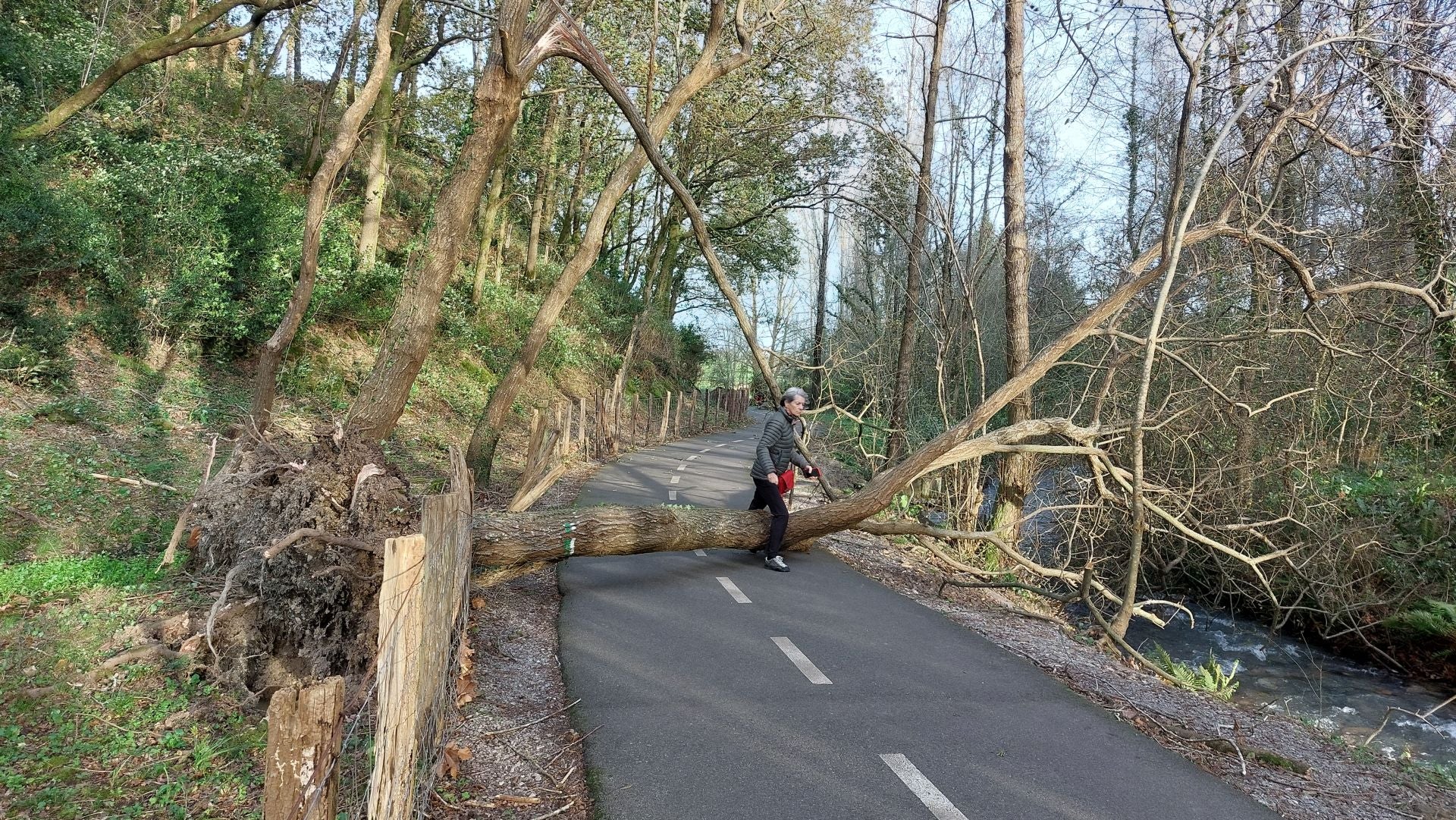 Un árbol de gran tamaño también ha caído en la regata Artia de Irun.