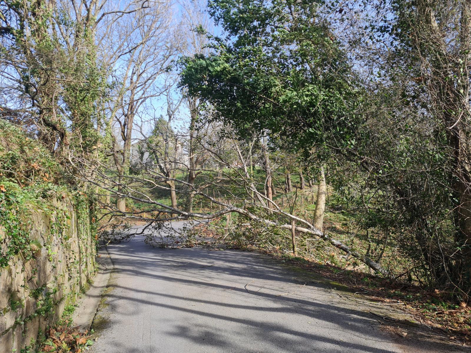 La carrretera que une Igara con Igeldo también está cortada debido a la caída de un árbol 