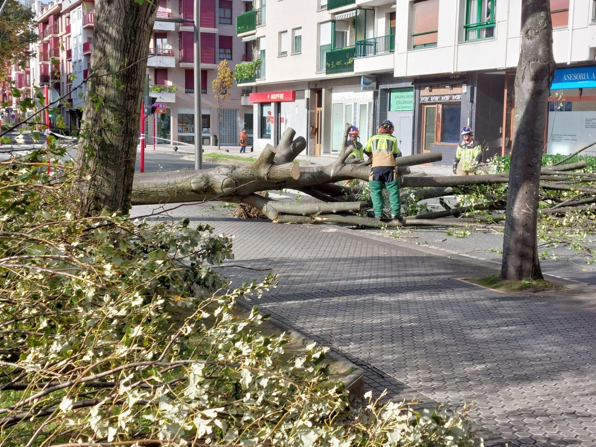 Los bomberos cortando un árbol caído en Zumaia.