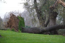 El vendaval derribó varios árboles en la zona del golf de Goiburu y del caserío Zinko Borda.