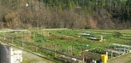 Imagen de las parcelas situadas en las huertas públicas junto a la variante