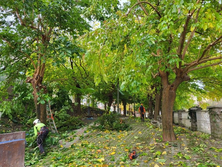 Operarios realizan labores de poda en una zona de arbolado de Soraluze