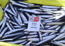 Anchoa descargada este año en el puerto de Getaria