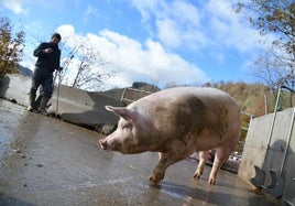 'Kaxilda', esta mañana en su caserío de Elgeta