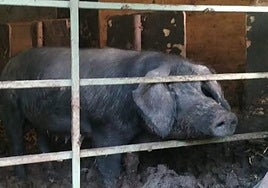 El protagonismo de la feria recaerá este año en Gurutze.