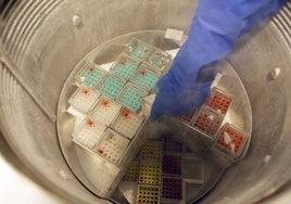Muestras de esperma congeladas en una clícina de reproducción asistida.