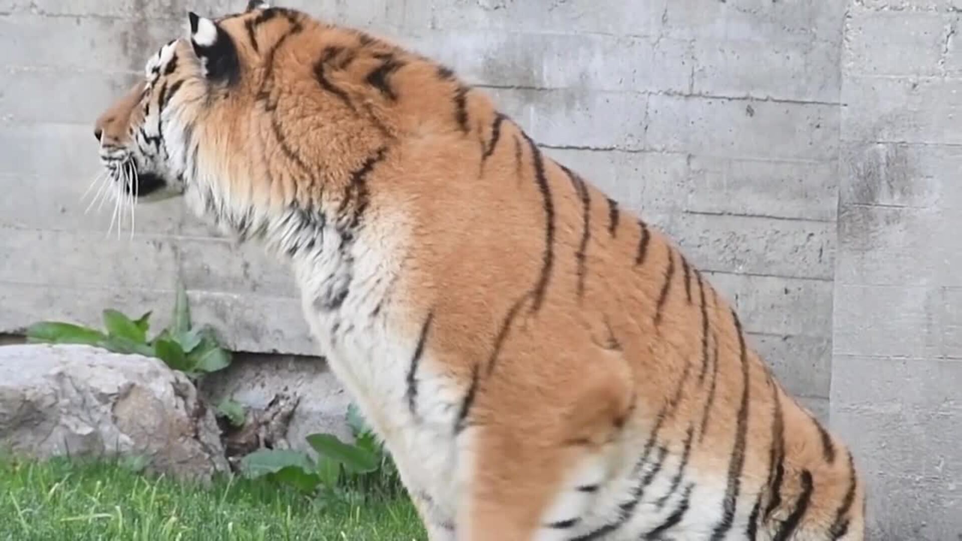 Llegan al Zoo Aquarium de Madrid dos tigres siberianos, especie en peligro de extinción