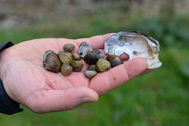 Almejas asiáticas, en Aginaga