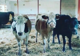 Tres de las vacas que iban a ser devueltas a su dueño en Cantabria tras ser recuperación en el refugio de La Manada Cántabra.