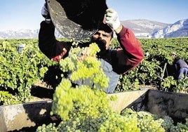 Un trabajador, en la vendimia de una bodega de Rioja Alavesa.