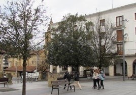 Las encinas de la plaza, debilitadas por el exceso de agua del subsuelo. El año que viene se sustituirán por otra especie.