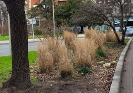 Denuncian en el Sirimiri Ander Narvaiza y Maite Iñarra: «¿Se puede permitir tener un jardín de este modo en pleno centro de una ciudad como San Sebastián? El Día de los Inocentes amanecieron así los jardines situados junto a la plaza del Centenario y de ese modo siguen. Responsables de jardinería del Ayuntamiento, por favor miren los jardines de los pueblos y ciudades cercanos y aprendan o cópienlos».