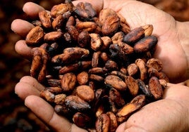 Semillas de cacao.