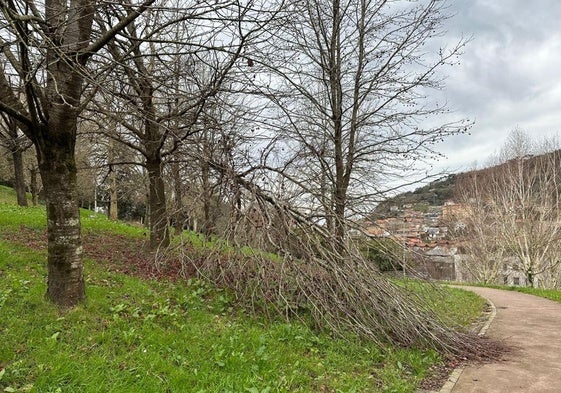 Escribe C. Casla: «Esta foto corresponde al parque del campo de fútbol de Matigoxotegi. Estos árboles se rompieron durante el temporal de viento de diciembre. Nadie ha pasado a arreglar nada. Ya han transcurrido dos meses. Una prueba más de lo descuidado que tiene el Ayuntamiento esta zona verde transitada por vecinos de Egia, Intxaurrondo y Gros».