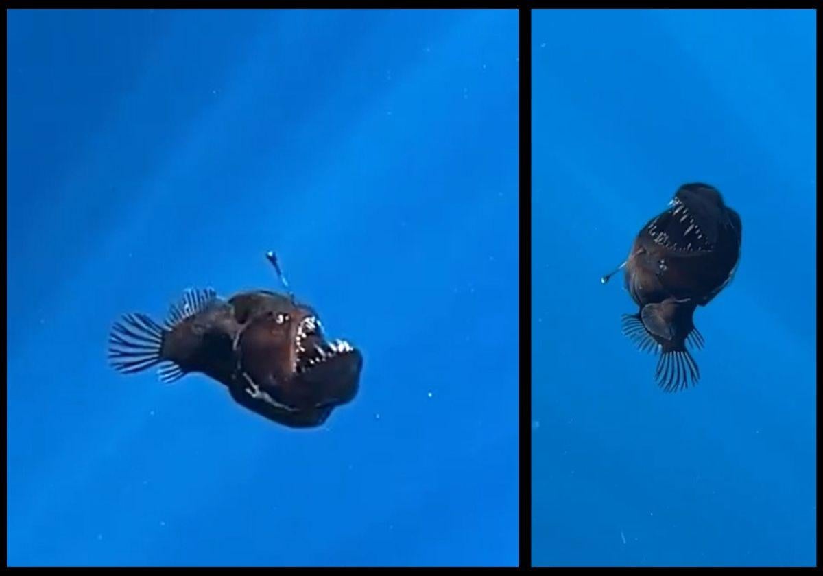 Imágenes del pez captado por los científicos de la ONG Condrik Tenerife.