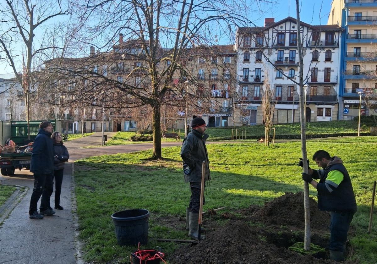 Plantación de un gingko en el parque Sargia, el primer árbol de la campaña de este invierno.