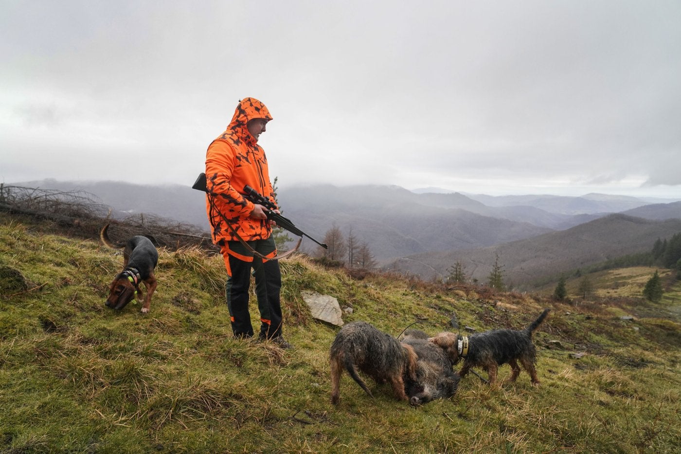 Koldo Galarraga llega al lugar donde queda abatido el jabalí junto a los perros que le han perseguido.