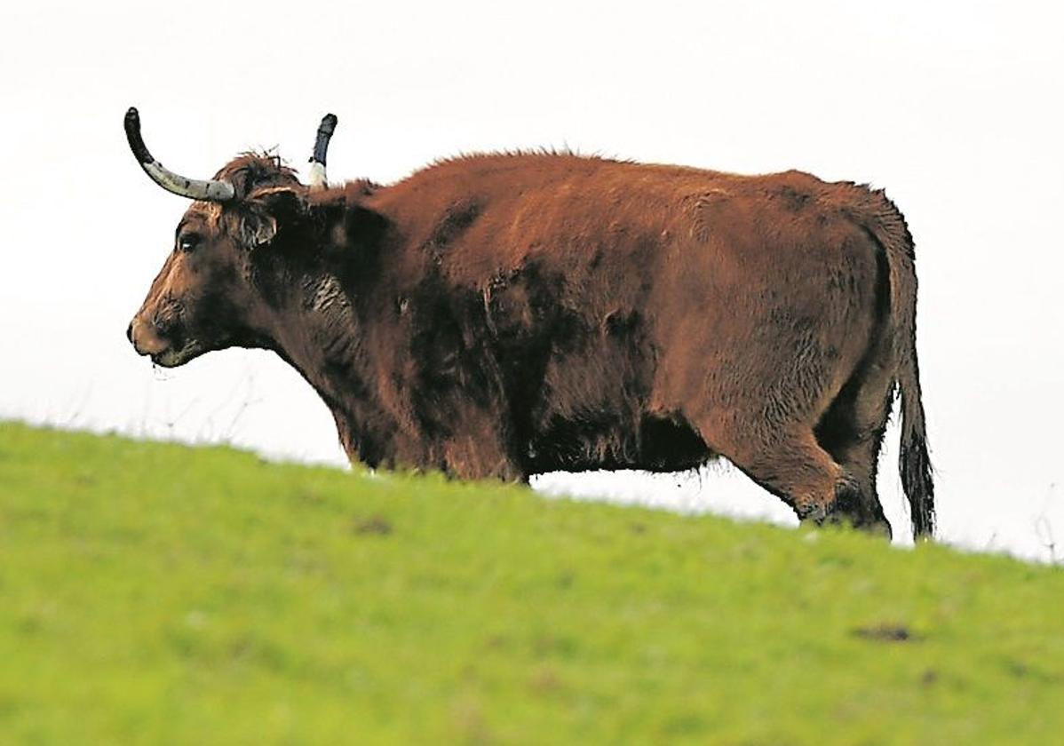 La ganadería Marqués de Saka de Deba no encuentra consuelo: «Las ayudas no compensan la calidad de los animales»