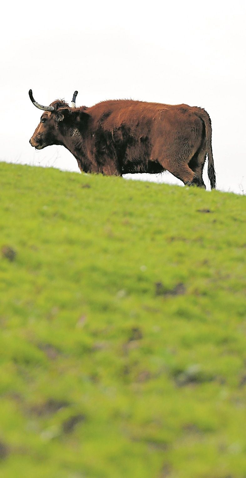 «Las ayudas no compensan la calidad de los animales»