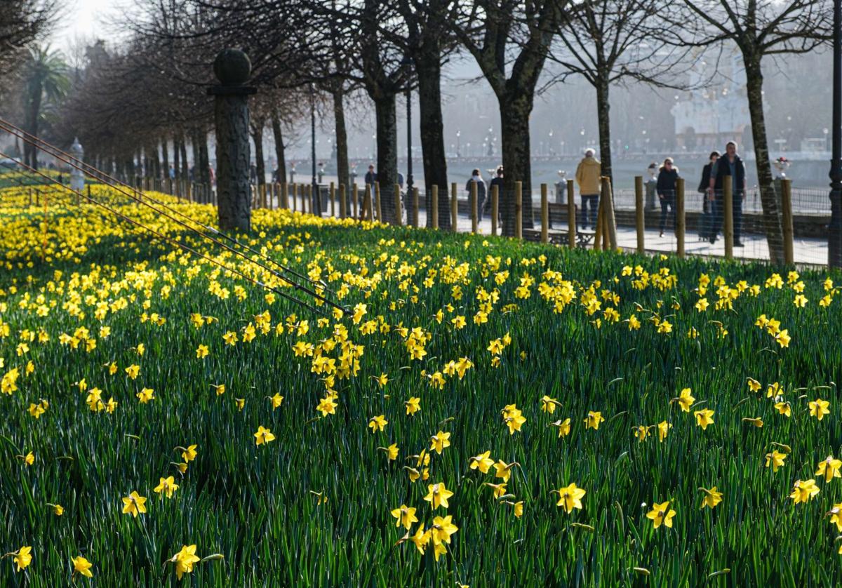 Los coloridos narcisos que adornan el paseo de Francia.