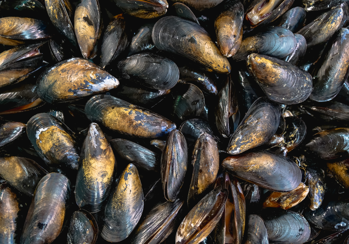 Alerta alimentaria «grave» por salmonella en mejillones cultivados en España