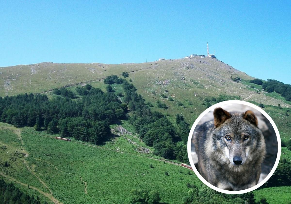 ¿Un lobo en Larrun? Un excursionista cree haberlo grabado en vídeo el pasado viernes