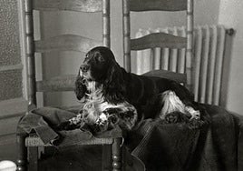 Seguro que este elegante perro no escarbaba en la basura.