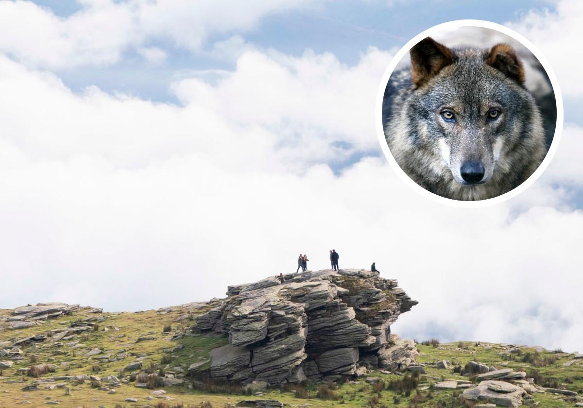 Las autoridades francesas confirman el avistamiento de un lobo solitario en el entorno de Larrun