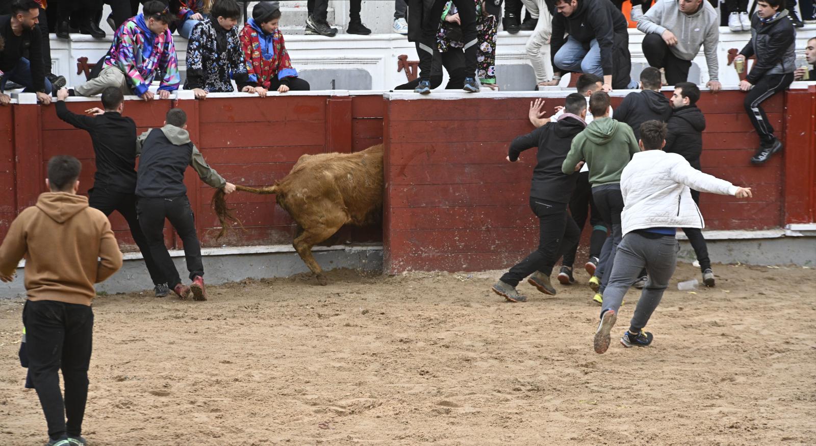 No faltaron las vaquillas en Tolosa