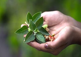 La planta que es excelente para el cerebro y reduce el estrés y la fatiga persistente
