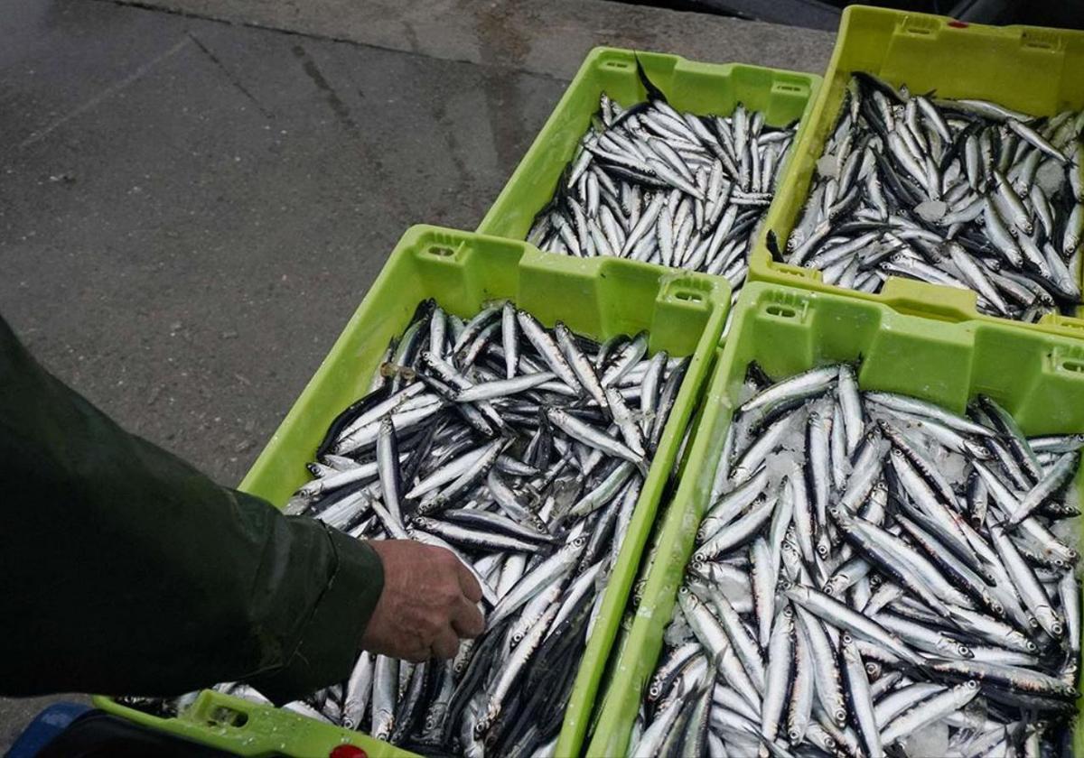 La campaña de la anchoa empieza el lunes con cupos por barco