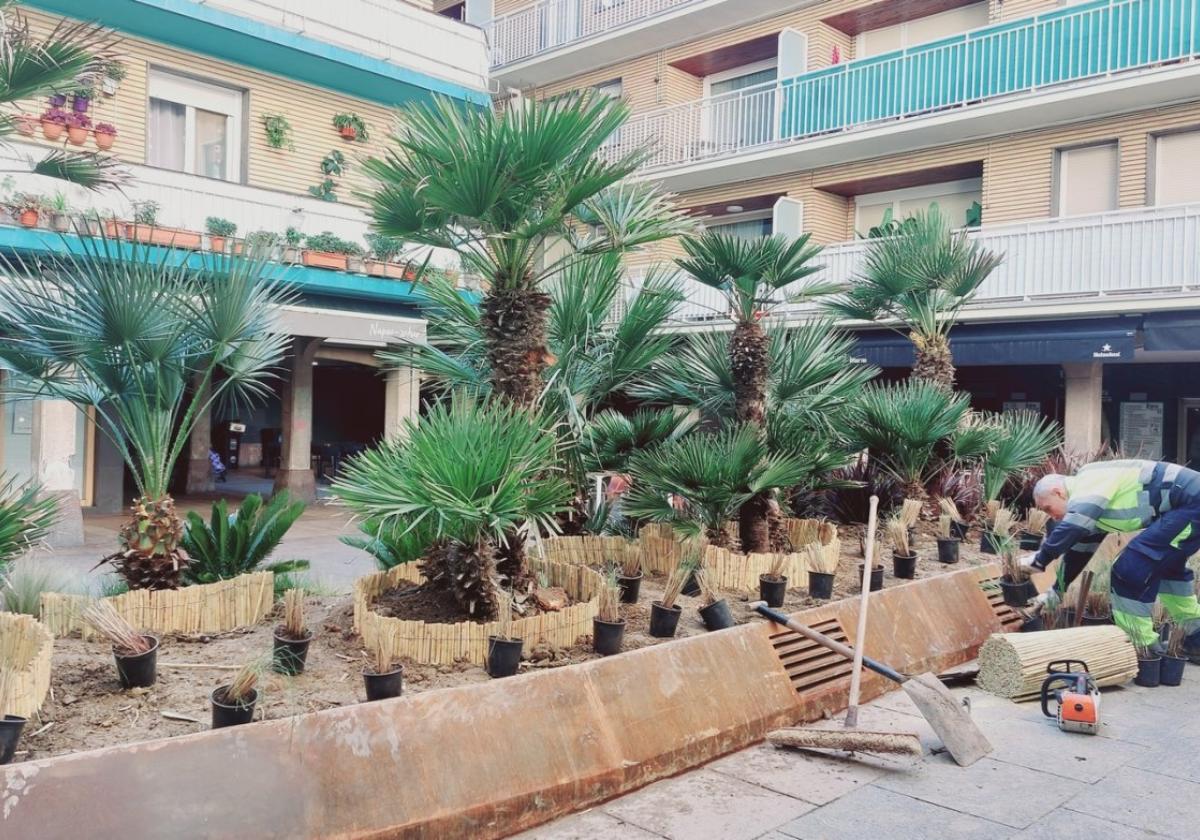 Aspecto de la nueva zona verde de Barren Plaza tras la plantación de palmeras en el día de ayer.