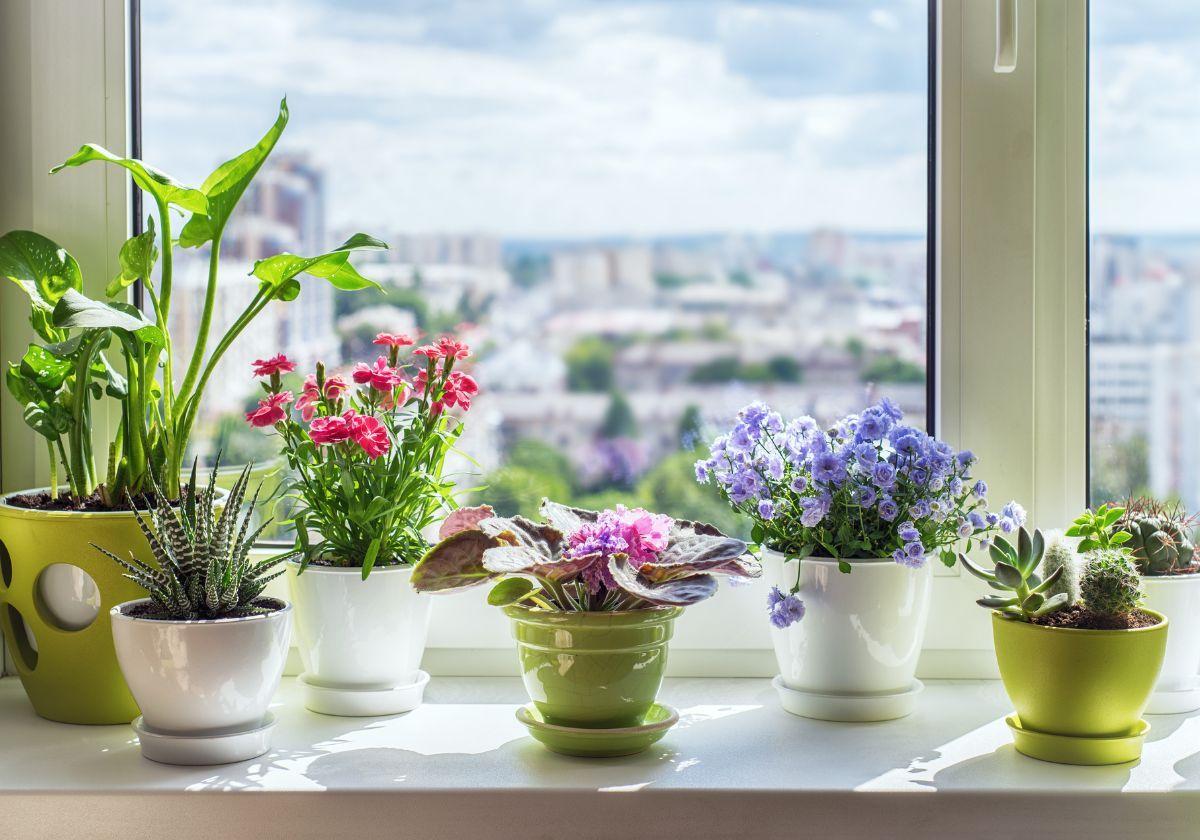 El secreto casero que ayudará a revivir a tus plantas en poco tiempo