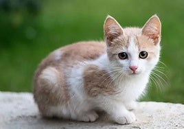 El método CER consiste en la captura, esterilización y retorno controlado de los gatos a las calles.