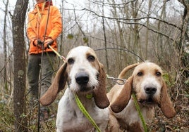 Un cazador durante una batida junto a sus dos perros.