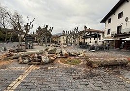 Imagen de los árboles talados en Lazkaotxiki Zelaia.