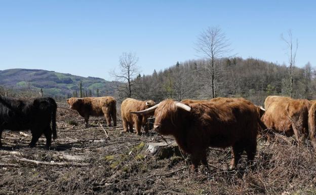 Las quince vacas y el toro de Eñaut regalan una estampa atípica en los alrededores del monte Ernio, en Bidania-Goiatz.
