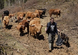 Eñaut Gurrutxaga al frente de sus 15 vacas 'highland'.