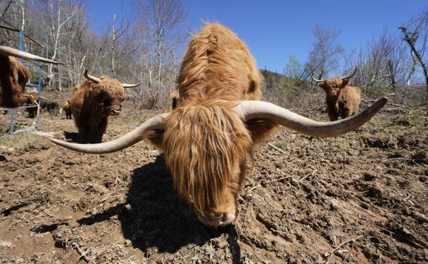Los largos cuernos son una de las características de estas vacas.
