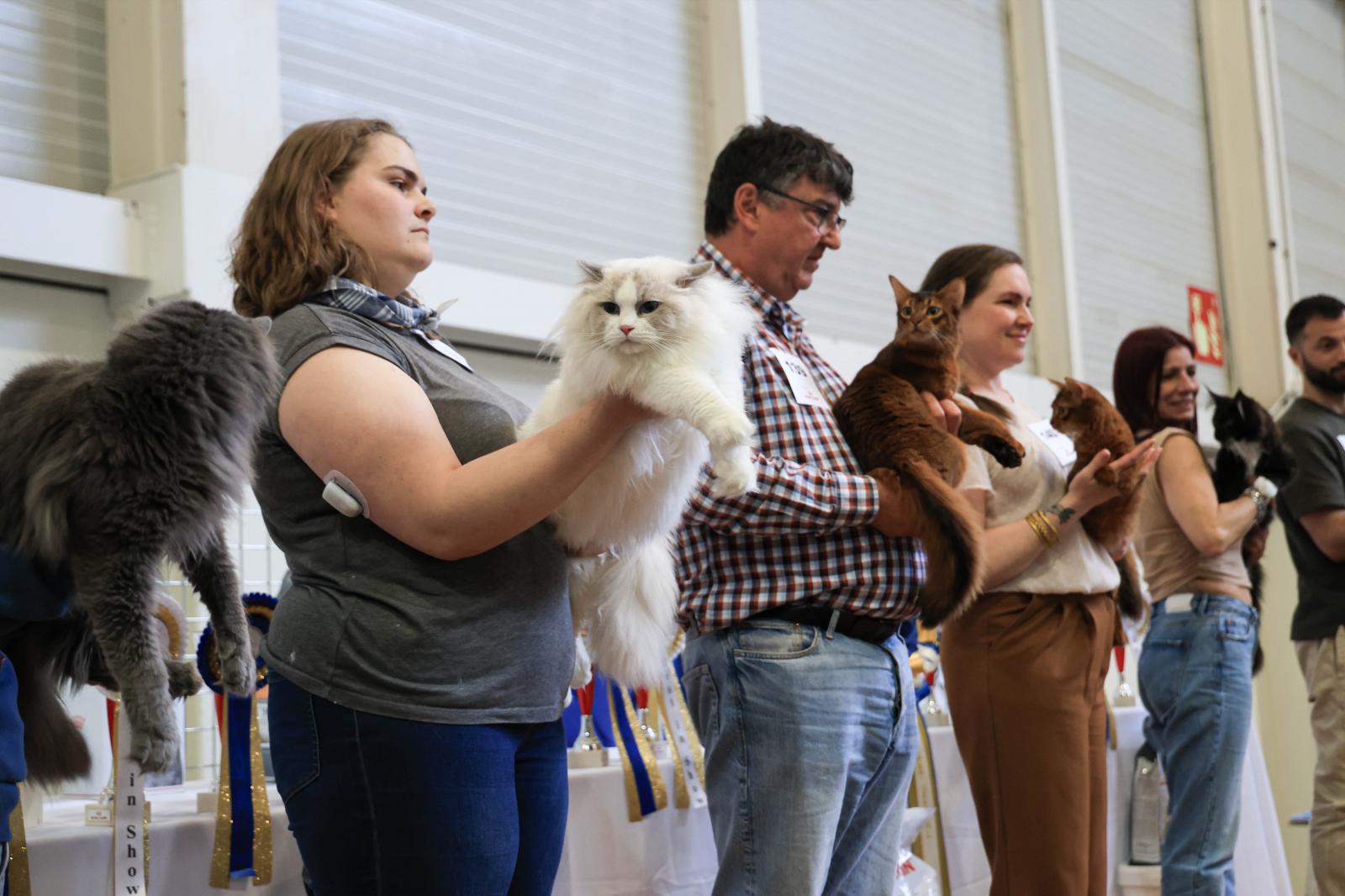 Exposición Internacional Felina en Irun