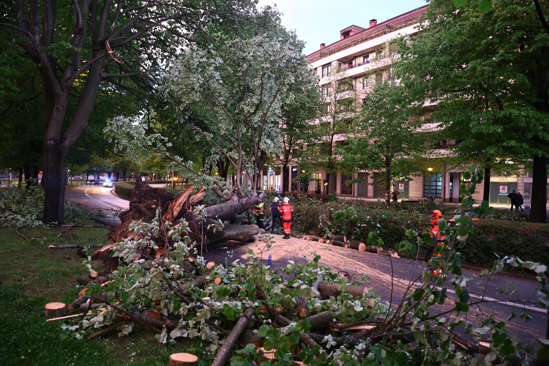 Las imágenes del árbol caído en El Antiguo