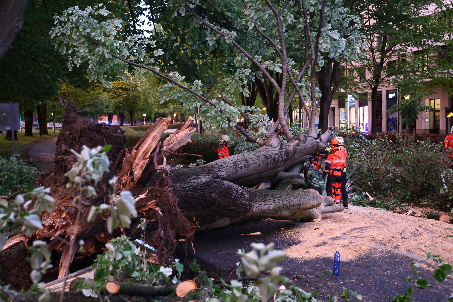 Las imágenes del árbol caído en El Antiguo