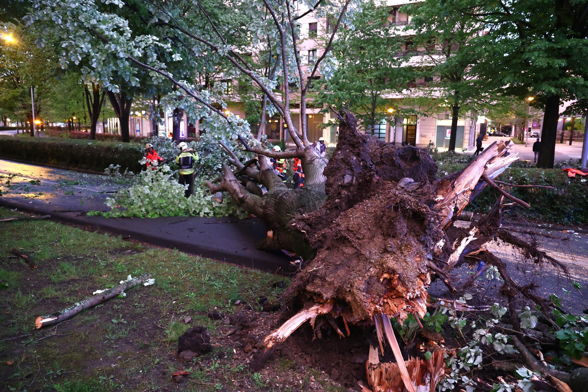 Las imágenes del árbol caído en El Antiguo