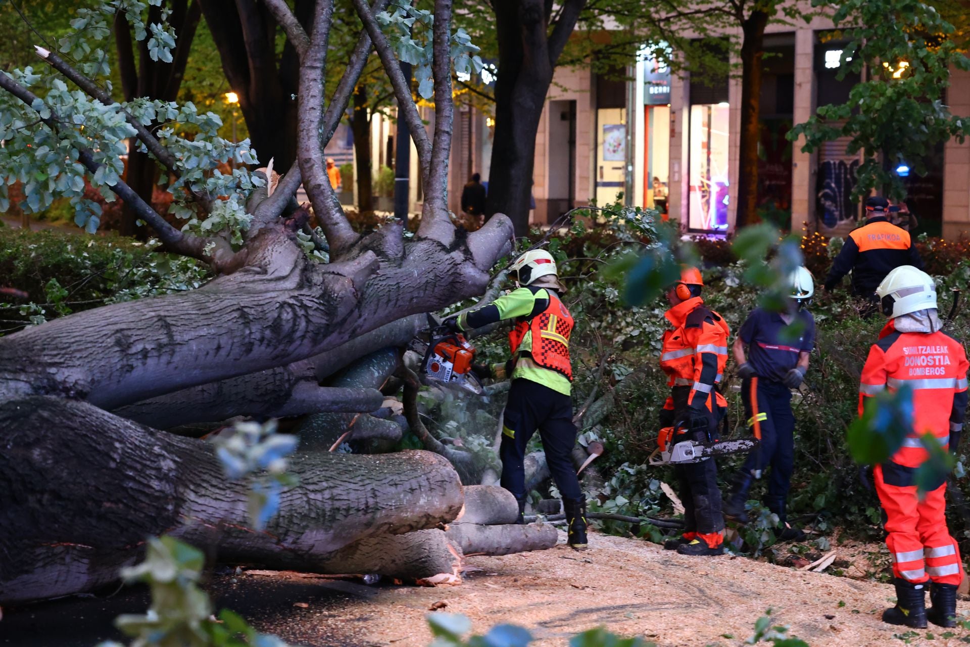 Las imágenes del árbol caído en El Antiguo