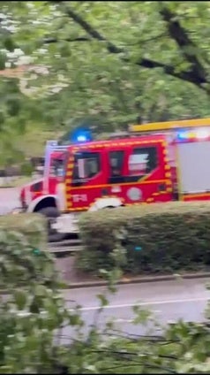 Cae un árbol en la Avenida de Tolosa de Donostia