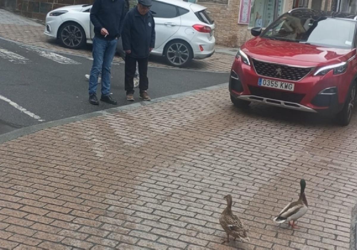 Varios grupos de patos recorren las calles tras las recientes tormentas fuertes
